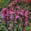 'Starship Deep Rose' Cardinal Flower -Great Garden Plants Lobelia speciosa cardinal flower starship deep rose 1