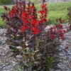 Starship™ Scarlet Bronze Leaf Cardinal Flower 1 Starship™ Scarlet Bronze Leaf Cardinal Flower -Great Garden Plants Lobelia speciosa cardinal flower starship scarlet bronze leaf 1