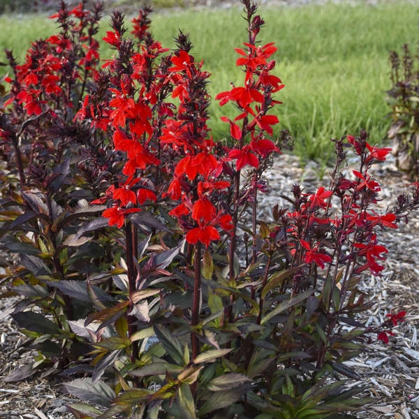 Starship™ Scarlet Bronze Leaf Cardinal Flower 4 Starship™ Scarlet Bronze Leaf Cardinal Flower - Image 2