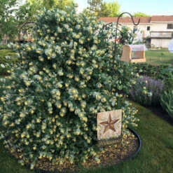 Kintzley's Ghost® Honeysuckle -Great Garden Plants Lonicera Kintzleys Ghost IMG 0102