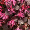 Jazz Hands® Pink Chinese Fringe-Flower 2 Jazz Hands® Pink Chinese Fringe-Flower -Great Garden Plants Loropetalum Jazz Hands Dwarf Pink 1