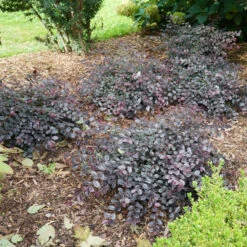 Jazz Hands Mini® Chinese Fringe-Flower -Great Garden Plants Loropetalum Jazz Hands Mini 3