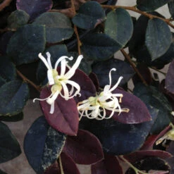 Jazz Hands Night Moves® Chinese Fringe-Flower -Great Garden Plants Loropetalum Jazz Hands Night Moves 2