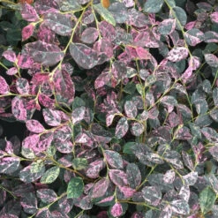 Jazz Hands Night Moves® Chinese Fringe-Flower -Great Garden Plants Loropetalum Jazz Hands Night Moves 3