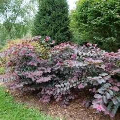 Jazz Hands® Pink Chinese Fringe-Flower -Great Garden Plants LoropetalumJazzHandsPinkP1079773 800x800 9f503d1
