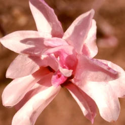 'Leonard Messel' Magnolia -Great Garden Plants Magnolia Leonard Messel 1