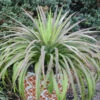 Mad About Mangave® 'Bad Hair Day' Mangave -Great Garden Plants Mangave BadHairDay Mangave 1