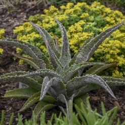 Mad About Mangave® 'Jabber Jaws' Mangave -Great Garden Plants Mangave JabberJaws Mangave 1