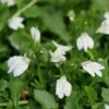 White Mazus 1 White Mazus -Great Garden Plants Mazus White 1 sw