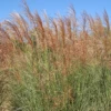 'Scout' Maiden Grass -Great Garden Plants Miscanthus Scout