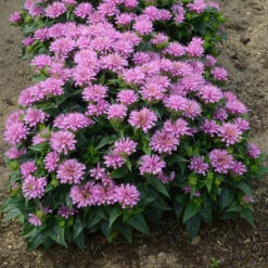 'Pardon My Lavender' Bee Balm 10 'Pardon My Lavender' Bee Balm -Great Garden Plants Monarda Pardon My Lavender 3 P