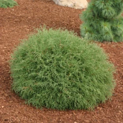 Mr. Bowling Ball® Arborvitae