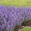 'Cat's Pajamas' Catmint -Great Garden Plants Nepeta Cats Pajamas 1 P sw