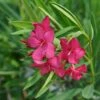 Austin Pretty Limits® Oleander -Great Garden Plants Nerium Austin Pretty Limits 1 9e0b7022 7f95 463c 8e37 b6d5a896aad4 sw