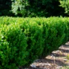 NewGen Freedom® Boxwood 1 NewGen Freedom® Boxwood -Great Garden Plants New gen freedom