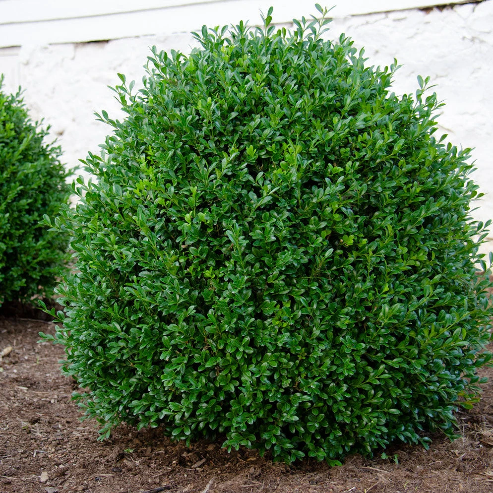 NewGen Independence® Boxwood 3 NewGen Independence® Boxwood