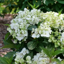 Fairytrail™ White Cascade Hydrangea -Great Garden Plants P1214369 800x800 8731f55