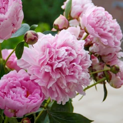 'Sarah Bernhardt' Peony