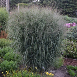 Prairie Winds® 'Apache Rose' Switchgrass 9 Prairie Winds® 'Apache Rose' Switchgrass -Great Garden Plants Panicum Apache Rose 2 P