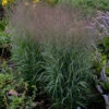 Prairie Winds® 'Apache Rose' Switchgrass -Great Garden Plants Panicum Apache Rose 3 P