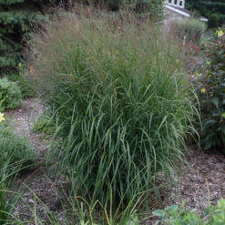 Prairie Winds® 'Apache Rose' Switchgrass 10 Prairie Winds® 'Apache Rose' Switchgrass -Great Garden Plants Panicum Apache Rose 4 P