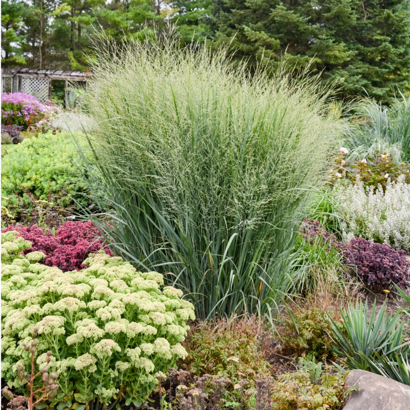 Prairie Winds® 'Totem Pole' Switchgrass 3 Prairie Winds® 'Totem Pole' Switchgrass