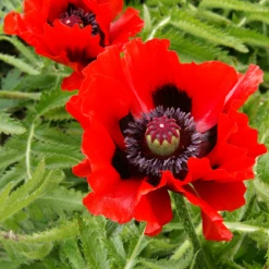 'Beauty Of Livermere' Oriental Poppy