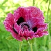 'Central Park' Oriental Poppy -Great Garden Plants PapaverCentralPark 110519gbp083