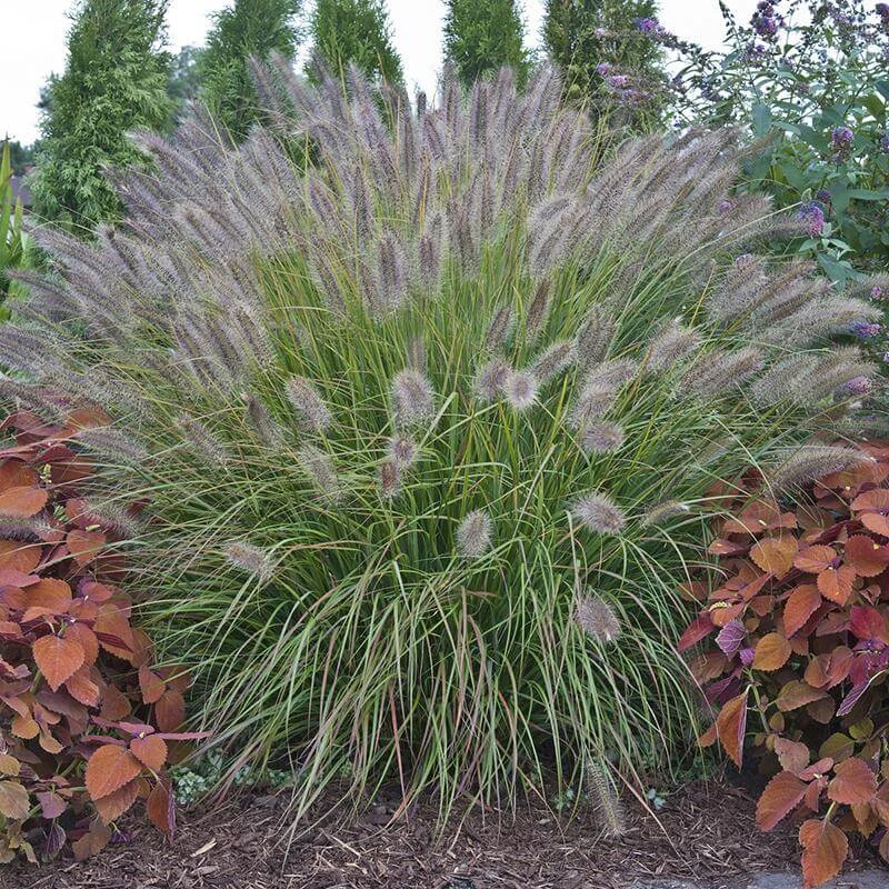Prairie Winds® 'Desert Plains' Fountain Grass 3 Prairie Winds® 'Desert Plains' Fountain Grass
