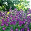 Cha Cha™ 'Purple' Beardtongue 2 Cha Cha™ 'Purple' Beardtongue -Great Garden Plants Penstemon Cha Cha Purple 3