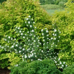 Illuminati Arch® Mock Orange -Great Garden Plants Philadelphus Illuminati Arch 2