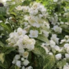 Illuminati Sparks™ Mock Orange 1 Illuminati Sparks™ Mock Orange -Great Garden Plants PhiladelphusIlluminatiSparksIMG 1180 800x800 ccd8202
