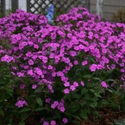 'Cloudburst' Tall Cushion Phlox -Great Garden Plants Phlox Cloudburst 2 P sw