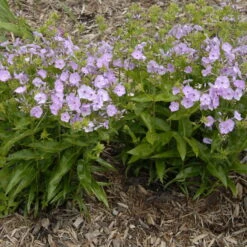 'Opening Act Blush' Hybrid Phlox -Great Garden Plants Phlox Opening Act Blush 1