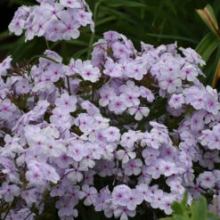 'Opening Act Pink-A-Dot' Hybrid Phlox 10 'Opening Act Pink-A-Dot' Hybrid Phlox -Great Garden Plants Phlox Opening Act Pink a Dot 3