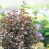 Summer Wine® Black Ninebark 1 Summer Wine® Black Ninebark -Great Garden Plants Physocarpus Summer Wine Black DSC02869