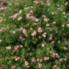 Happy Face® Pink Paradise Potentilla