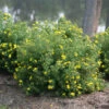 Happy Face® Yellow Potentilla -Great Garden Plants Potentilla Happy Face Yellow 1 P