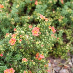 Happy Face® Orange Potentilla 9 Happy Face® Orange Potentilla -Great Garden Plants Potentilla Happy Face Orange P1239060