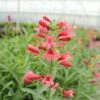 'Pristine Scarlet' Beardtongue 2 'Pristine Scarlet' Beardtongue -Great Garden Plants PristineScarletBeardtongue