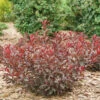 Stay Classy™ Cherry 2 Stay Classy™ Cherry -Great Garden Plants Prunus Stay Classy DSC00187 1616x1080 64feaab