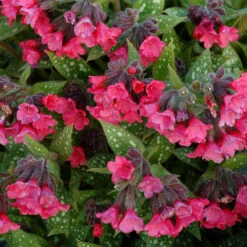 'Shrimp On The Barbie' Lungwort -Great Garden Plants Pulmonaria Shrimps on the Barbie 2 sq