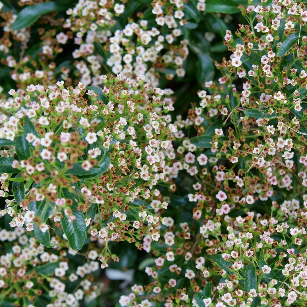 Berry Box™ Pyracomeles 4 Berry Box™ Pyracomeles - Image 2