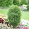 Fine Line® Rhamnus 1 Fine Line® Rhamnus -Great Garden Plants RhamnusFineLineDSC08672 800x800 b03c023