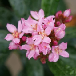 La Vida Grande™ Indian Hawthorn 8 La Vida Grande™ Indian Hawthorn -Great Garden Plants RhaphiolepisLaVidaGrandeP1075031 800x800 b1236b4