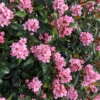 La Vida Mas™ Indian Hawthorn -Great Garden Plants RhaphiolepisLaVidaMsIMG 0241 800x800 4ce62b8
