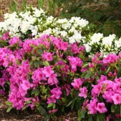 Great Garden Plants -Great Garden Plants Rhododendron Bloom A Thon Lavender 2 P 33c320d4 1409 4387 9674 c8c09cbed0a5 sw
