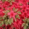Bollywood® Azalea -Great Garden Plants Rhododendron Bollywood 1 sw