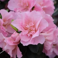 Great Garden Plants -Great Garden Plants RhododendronPerfectoMundoDoublePinkIMG 0790 800x800 aae2838