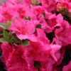Perfecto Mundo Epic Pink™Reblooming Azalea -Great Garden Plants RhododendronPerfectoMundoEpicPinkIMG 0723 800x800 ea57dd0